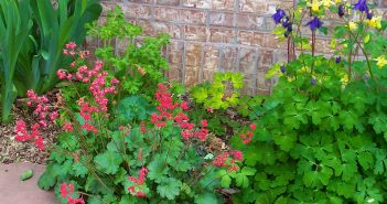 Coral bells and columbines in front of a brick wall.
