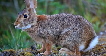 A wild cottontail rabbit as seen from the left side.