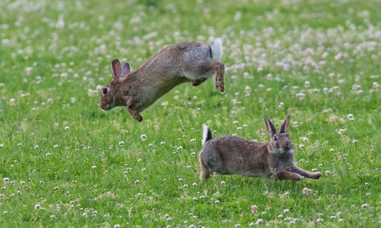 All about Cottontail Rabbits