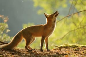 Red Fox standing and looking up, backlight by sunlight.