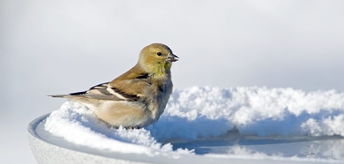 Goldfinch standing on snowy lip of a birdbath.