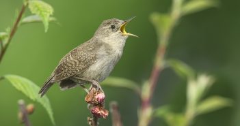 Male House Wren standing on a twig and singing.