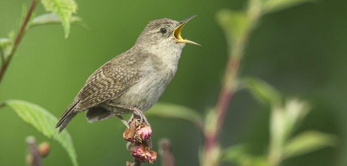 Male House Wren standing on a twig and singing.