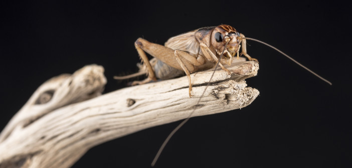 A House Cricket is standing at the end of a long piece of wood.