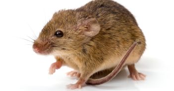 House Mouse standing on a white surface, with a white background.