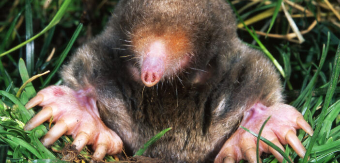 An Eastern Mole is shown facing the camera at the entrance of its tunnel.