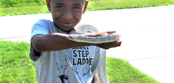 A young boy is holding a White-sided Bullsnake, which is stretched out partly across his forearm.