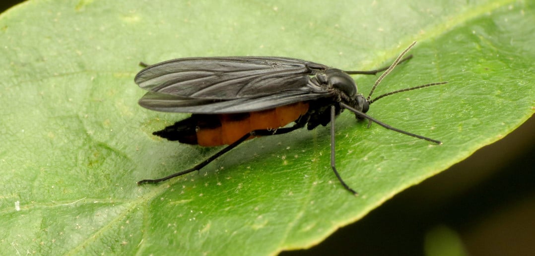 Ouch! Chiggers, gnats,'no-see-ums' explained