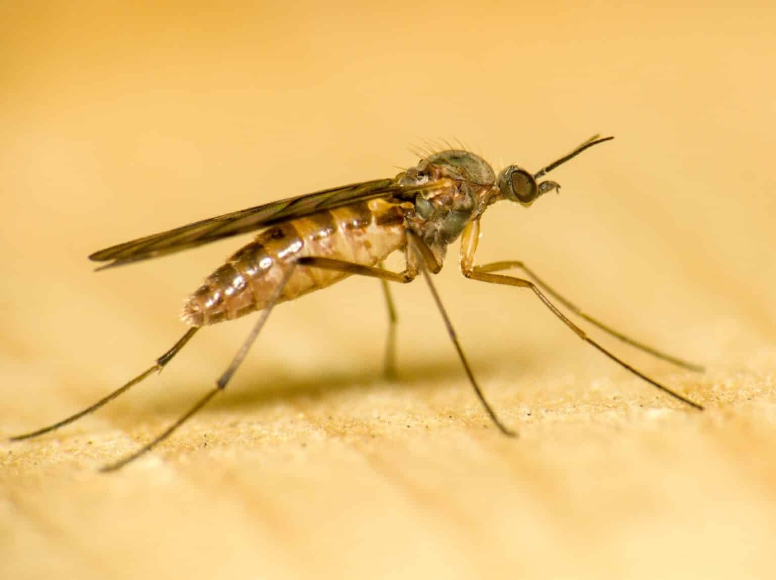 Ouch! Chiggers, gnats,'no-see-ums' explained