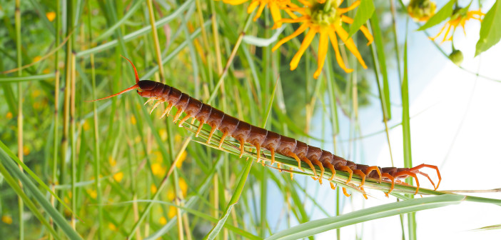 A centipede is shown from the side as it stands on a blade of grass.