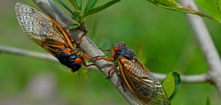 Two 17-year cicadas are facing each other as they cling to a thin twig.